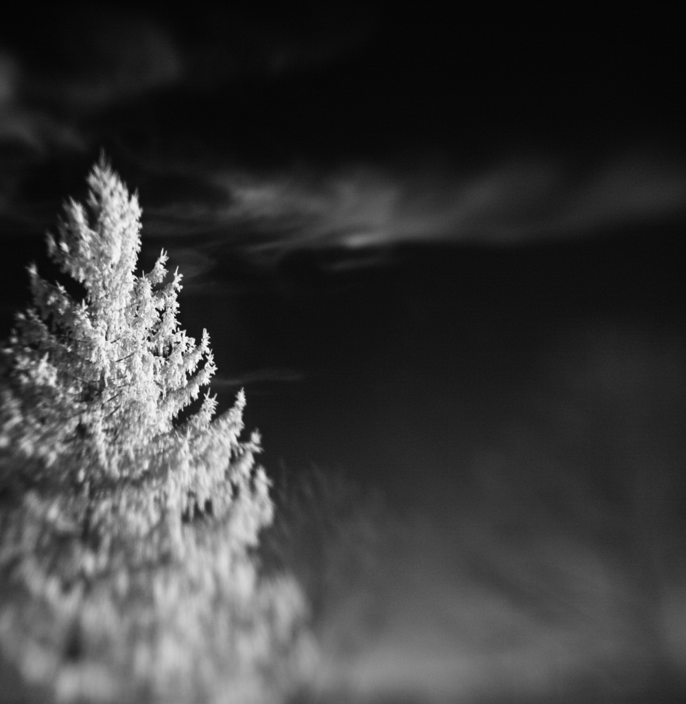 Photo of a pine tree and the sky in near infrared