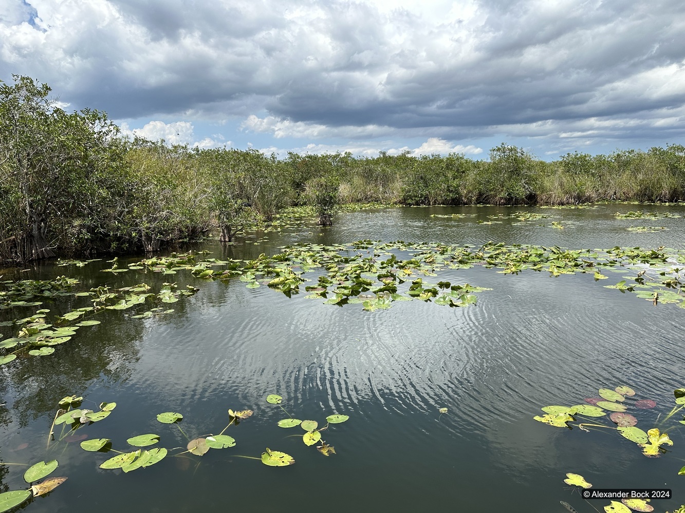 Lily pad