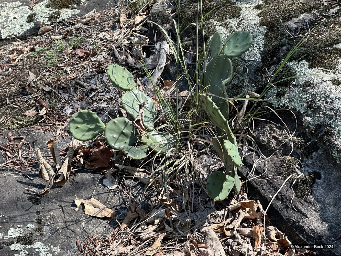 Prickly pear cactus