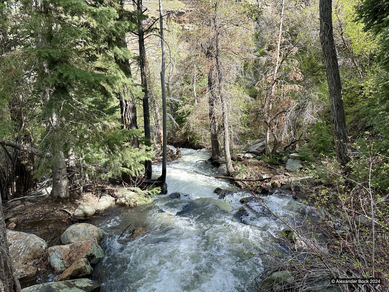 Forest on trail to Sundial Peak