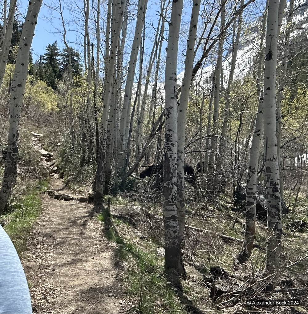 Moose next to trail