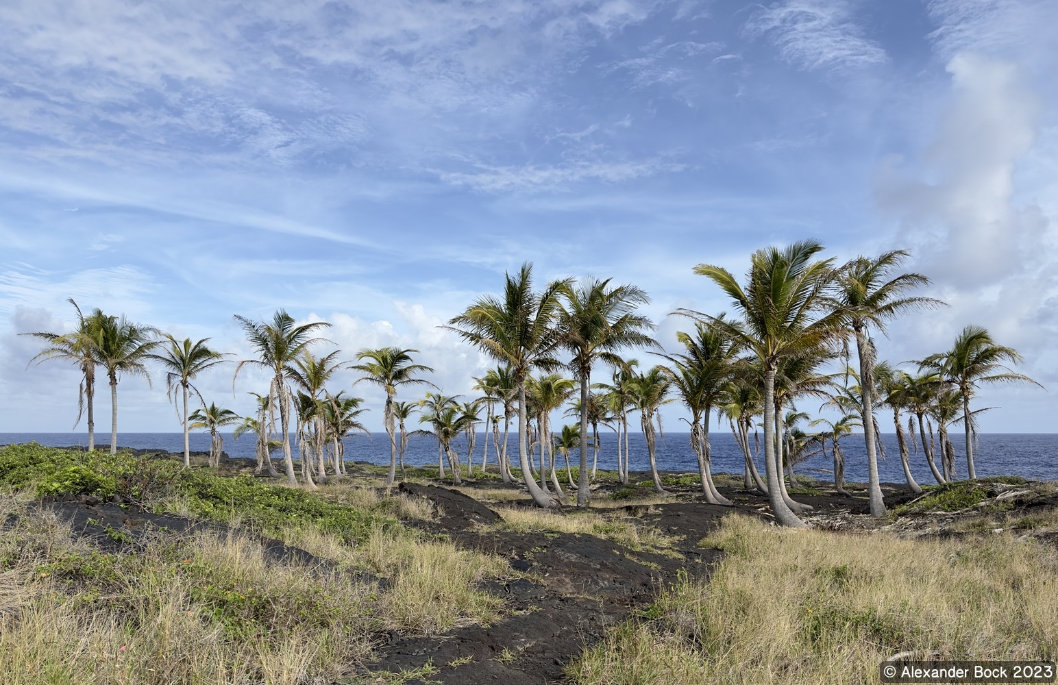 Palm trees