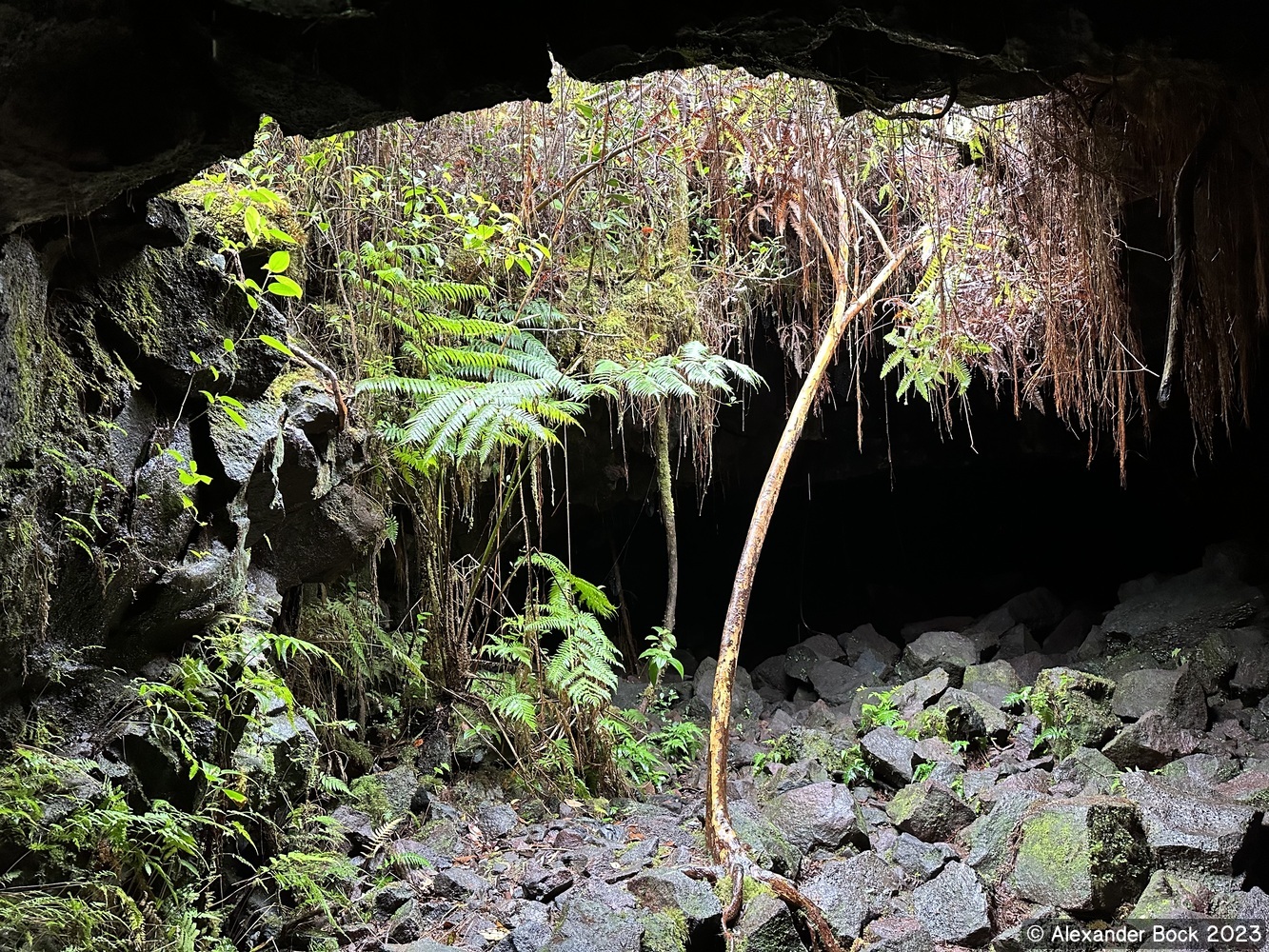 Plants growing in the sunlight at the cave exit