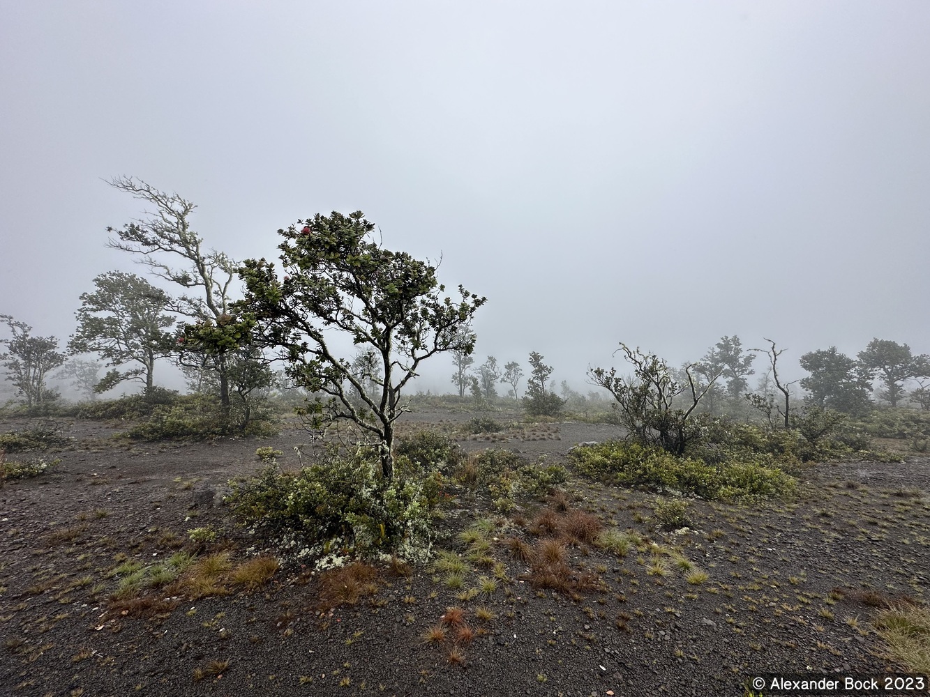 Plants in the fog