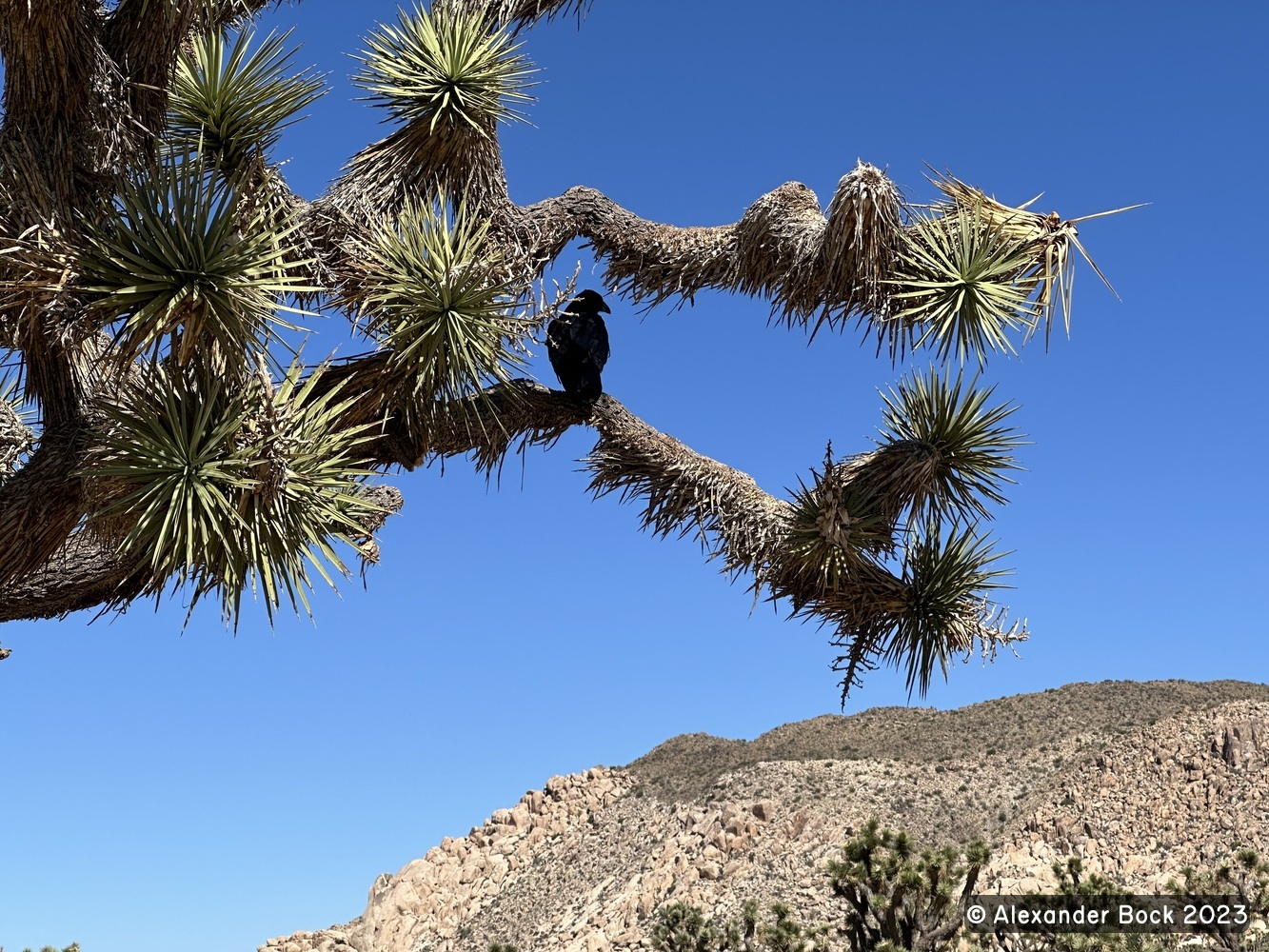 Joshua Tree National Park