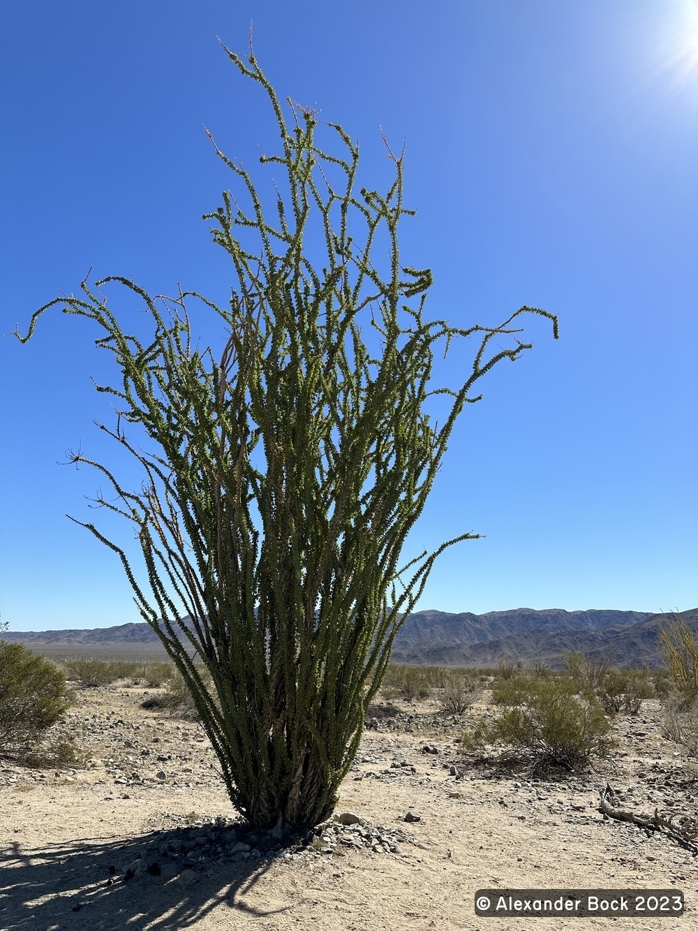 Joshua Tree National Park