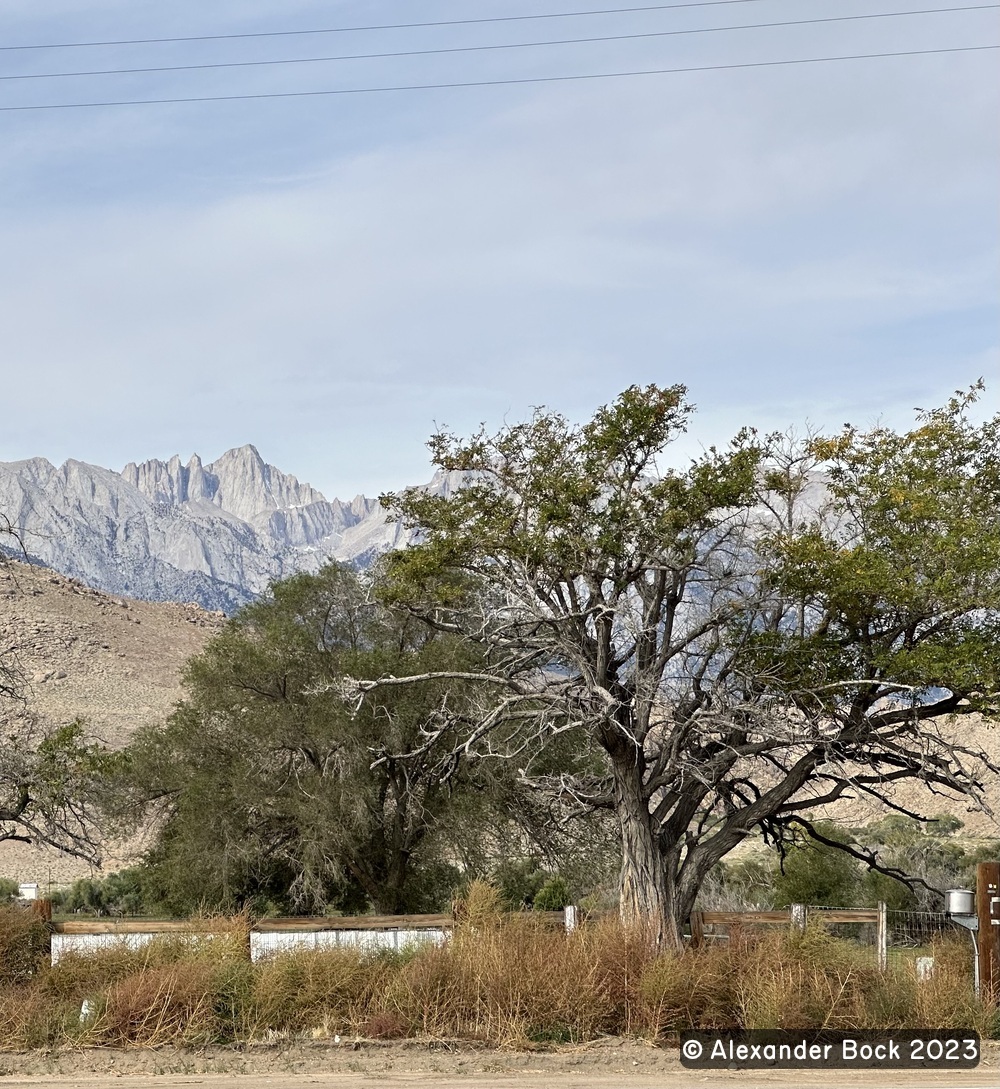 Lone Pine