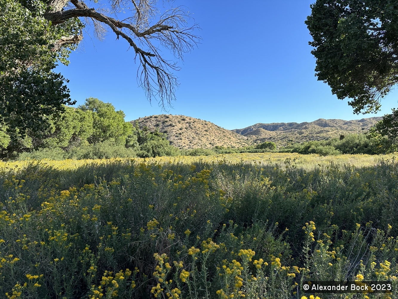 Big Morongo Canyon Preserve