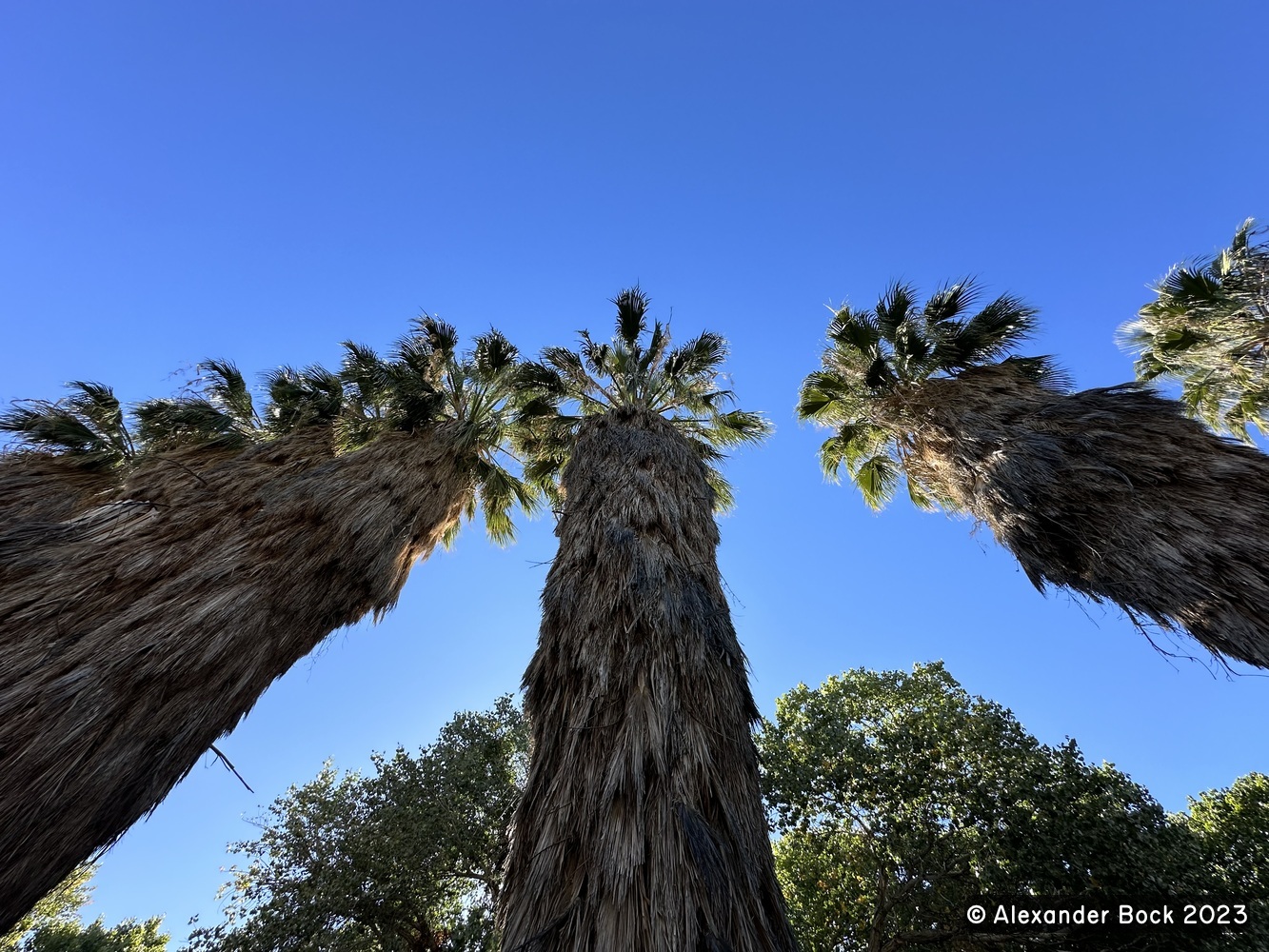 Big Morongo Canyon Preserve