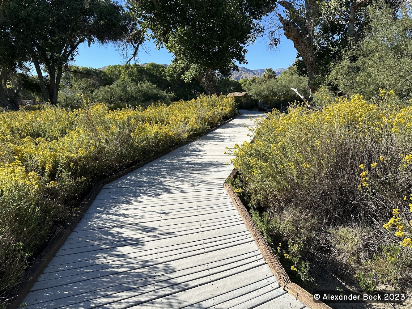 Big Morongo Canyon Preserve