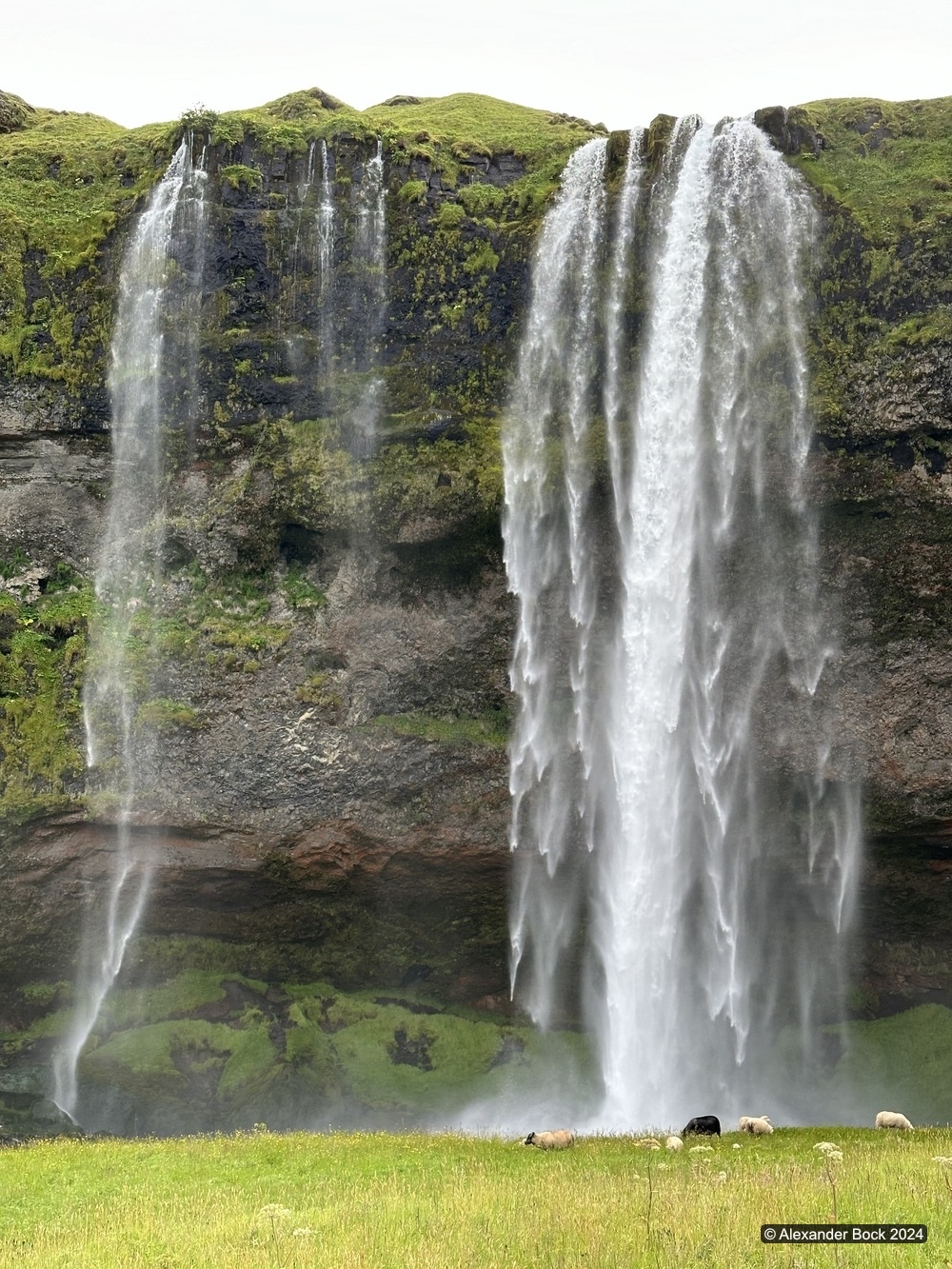 Seljalandsfoss waterfall with sheep