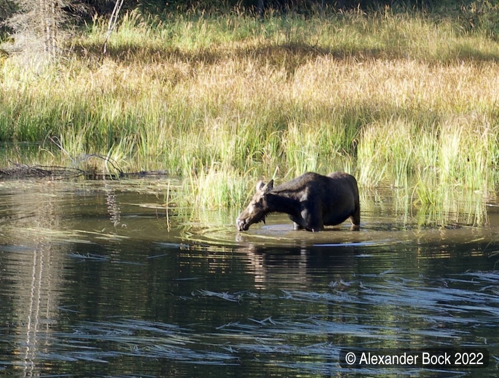 Photo of a moose in a pond