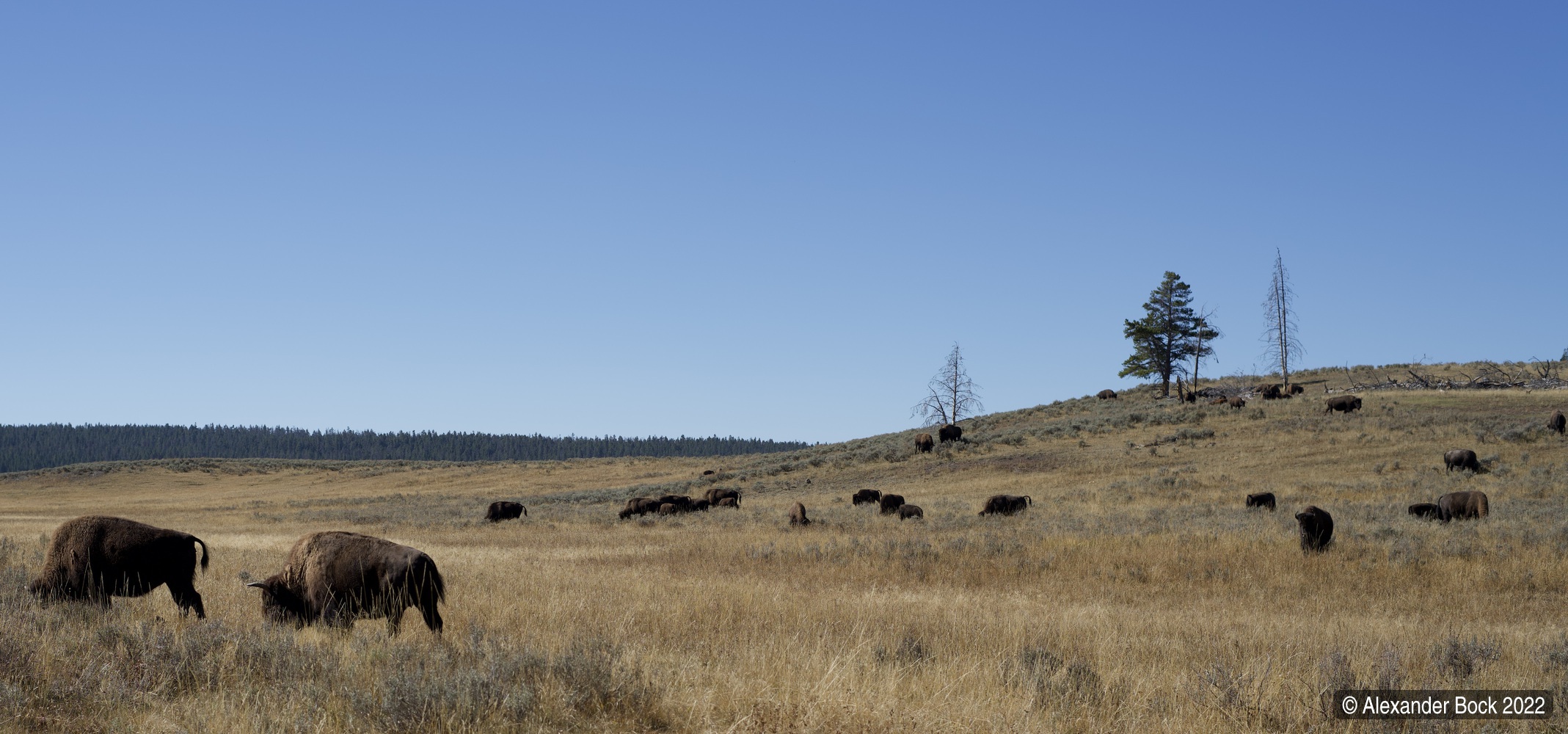 Photo of a bison herd