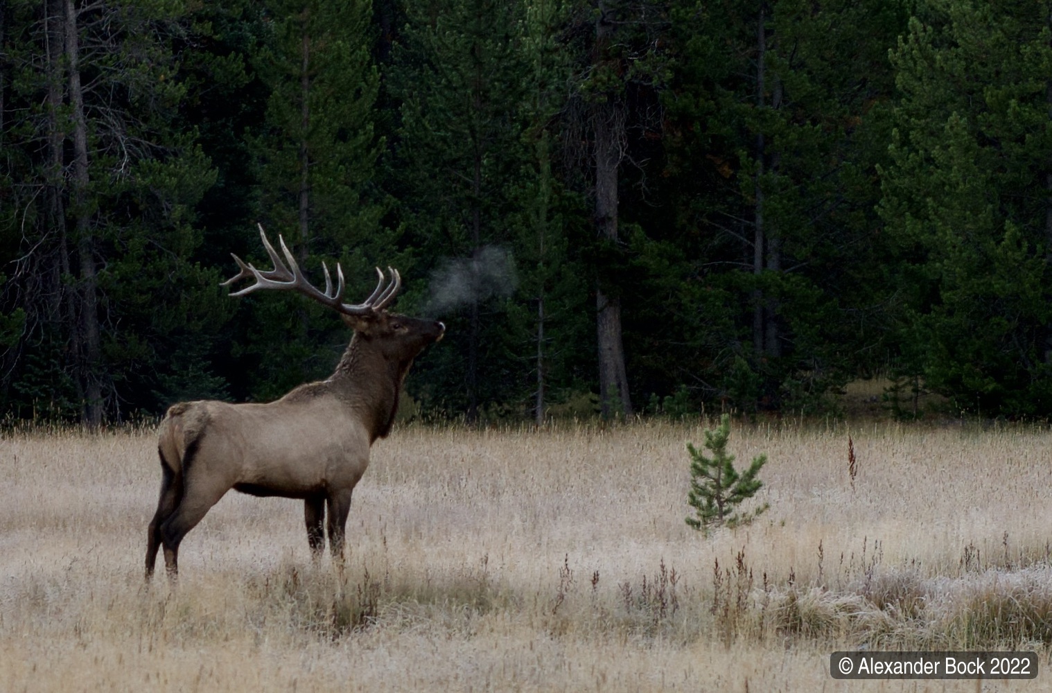 Photo of a male elk